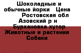 Шоколадные и обычные йорки › Цена ­ 5 000 - Ростовская обл., Азовский р-н, Бурхановка хутор Животные и растения » Собаки   